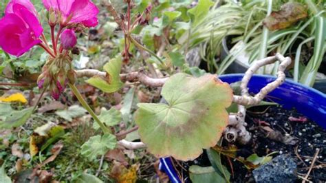  La Découverte du Géranium à Feuilles Rouges: Un Triomphe Botanique de Varun Sharma